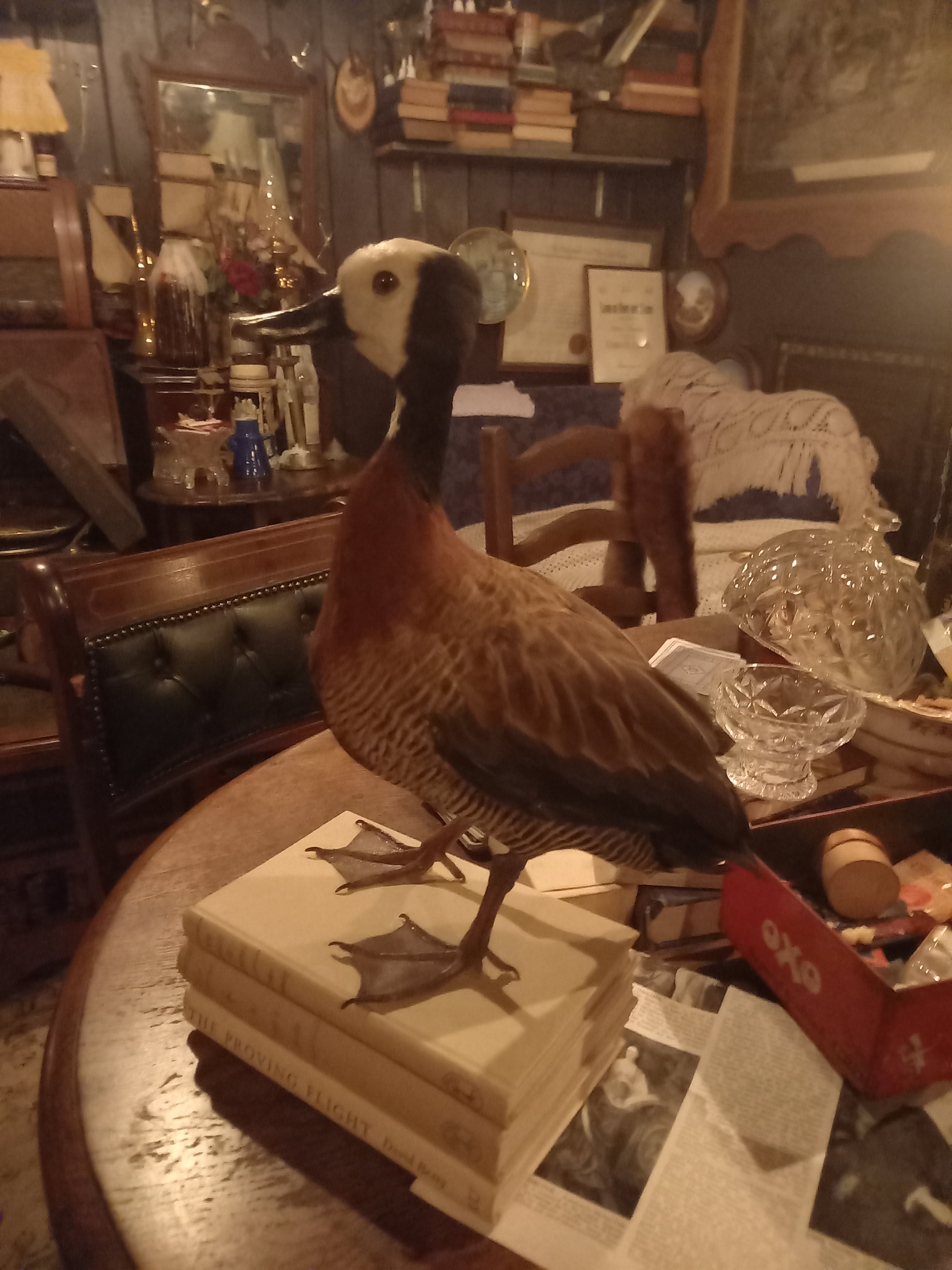 Contemporary Taxidermy - Rare-Breed Duck